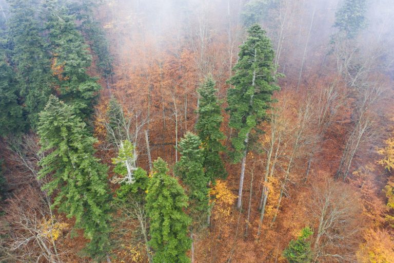 Спостерігати за кажанами: моніторинг рукокрилих у нацпарку «Сколівські Бескиди»