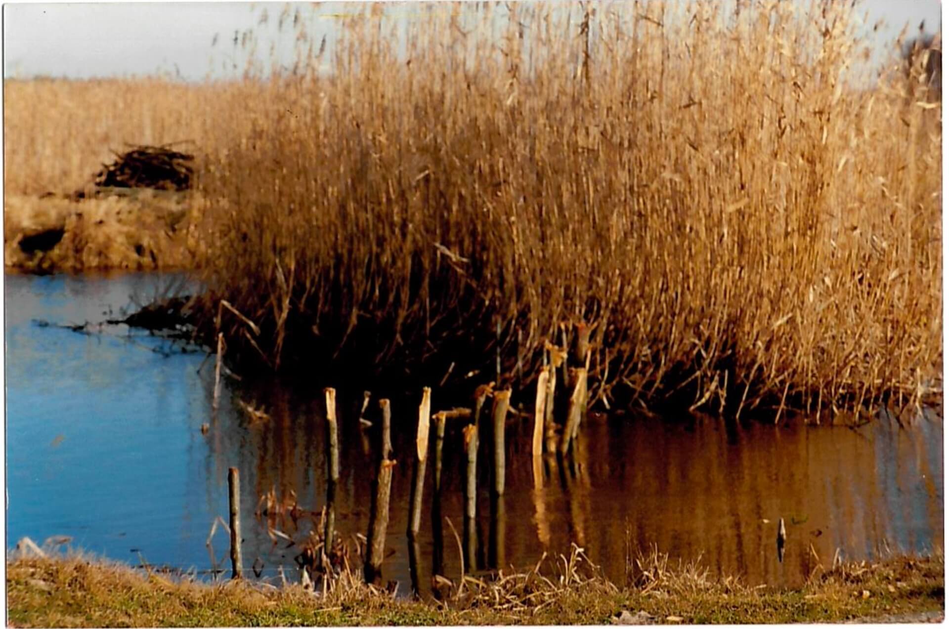 2718#2 How the Prypiat River Was Freed from Illegal Fish Weirs