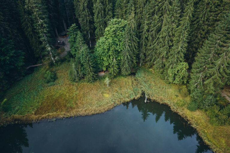 Як ліси та водно-болотні угіддя Східних Карпат підтримують громади: результати досліджень