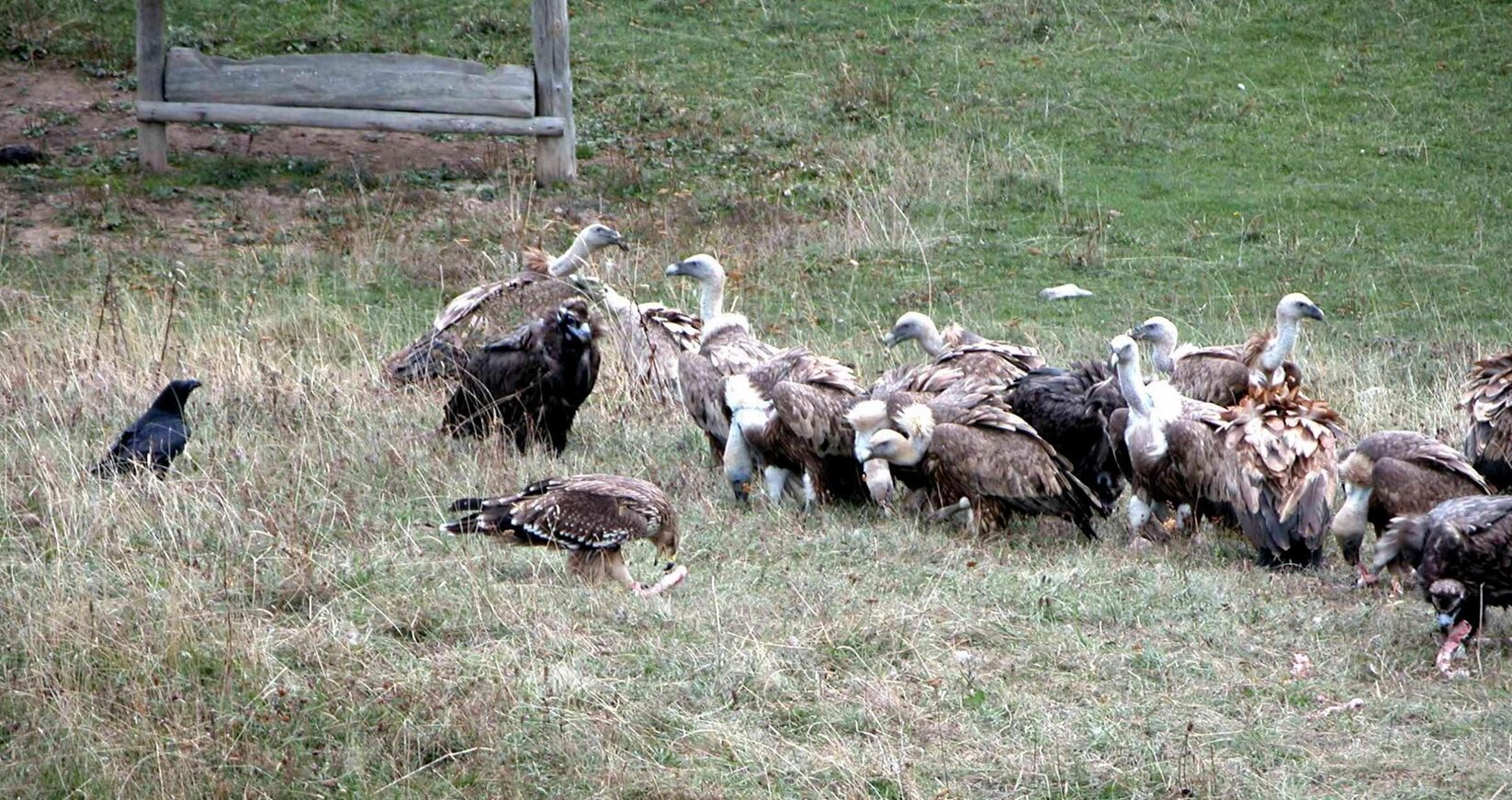 2820#3 Дослідити весь гірський Крим: проєкт, що відкрив українських грифів для Європи