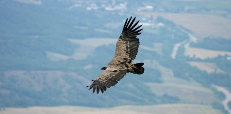 #3 Дослідити весь гірський Крим: проєкт, що відкрив українських грифів для Європи